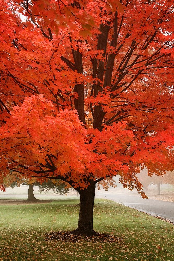 Red Maple Beauty art print by Vitaly Geyman for $57.95 CAD