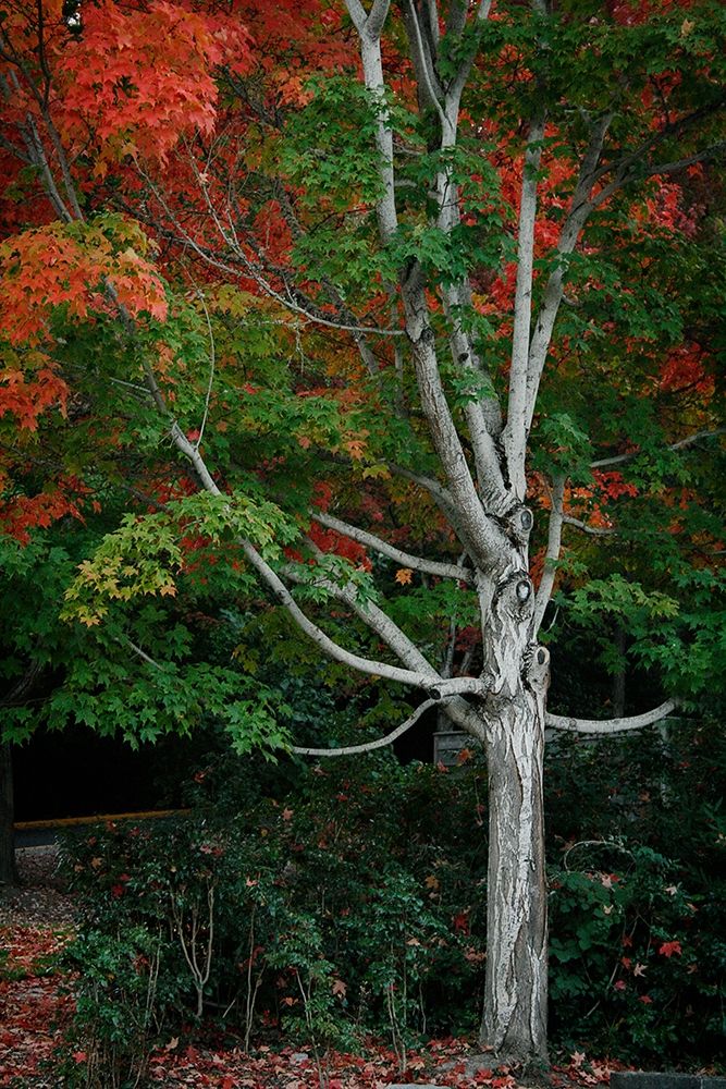 Tree of Life I art print by Vitaly Geyman for $57.95 CAD