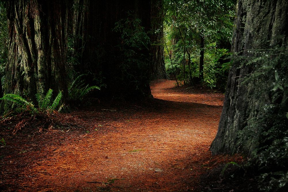 Redwood Mystery art print by Vitaly Geyman for $57.95 CAD