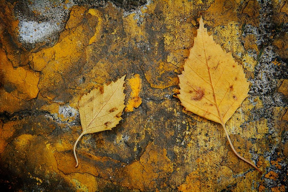 Curb Leaves art print by Vitaly Geyman for $57.95 CAD