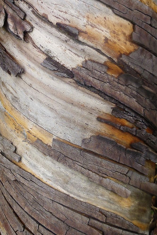 Bark Art I art print by Vitaly Geyman for $57.95 CAD