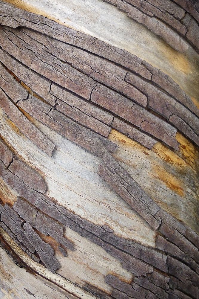 Bark Art II art print by Vitaly Geyman for $57.95 CAD