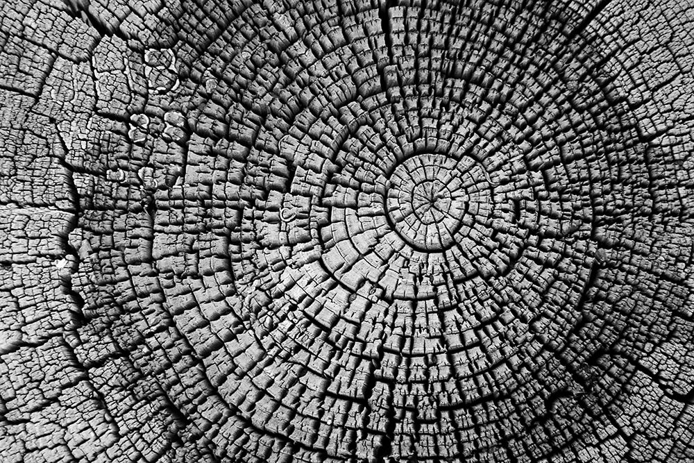 Rings of Life I art print by Vitaly Geyman for $57.95 CAD