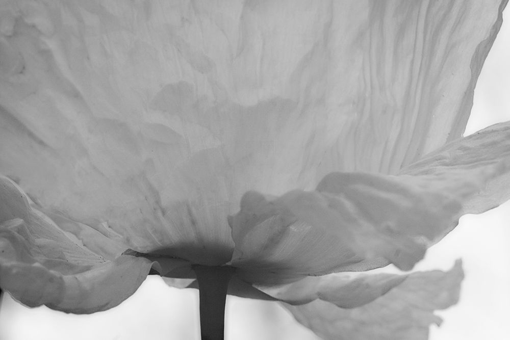 Poppy Elegance I art print by Vitaly Geyman for $57.95 CAD