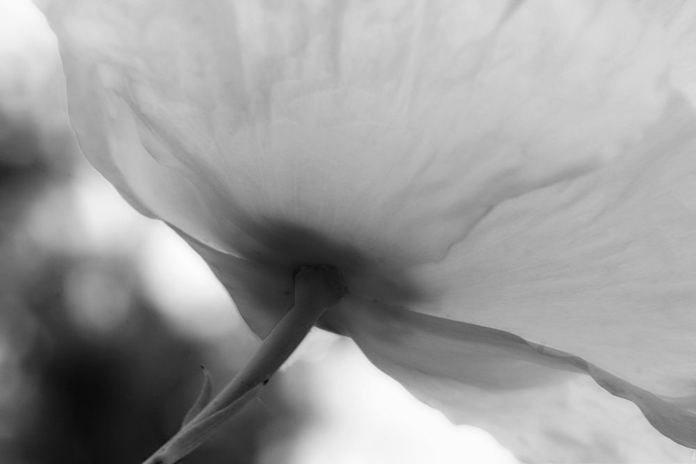 Poppy Elegance II art print by Vitaly Geyman for $57.95 CAD