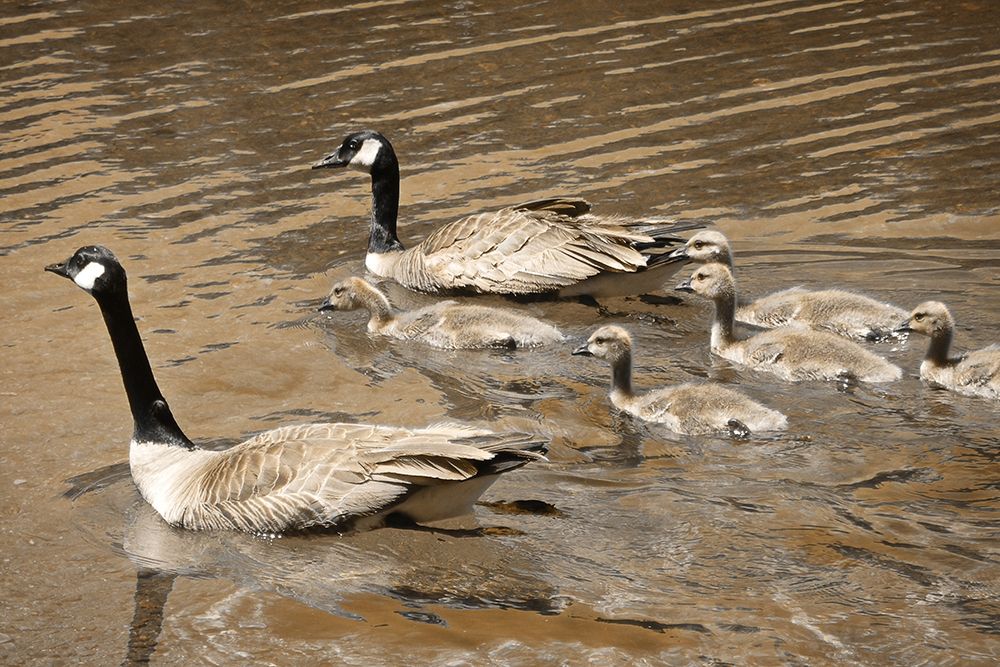 Canadian Geese art print by Vitaly Geyman for $57.95 CAD
