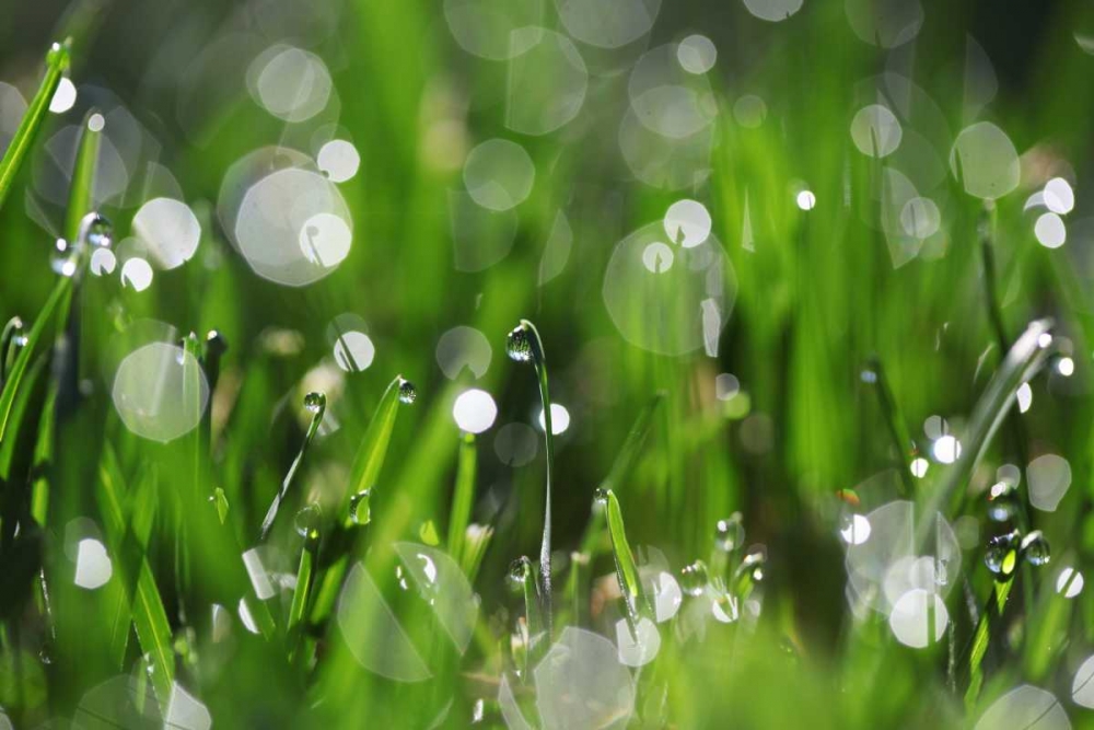 Dew Drops II art print by Leesa White for $57.95 CAD