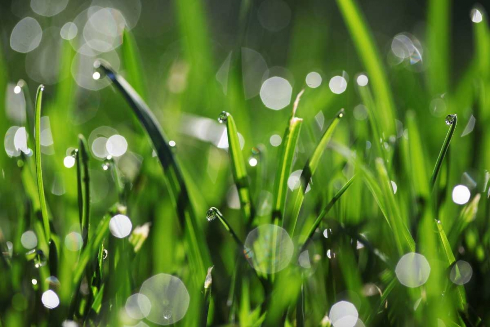 Dew Drops III art print by Leesa White for $57.95 CAD