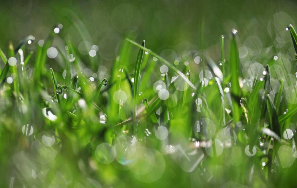 Dew Drops IV art print by Leesa White for $57.95 CAD