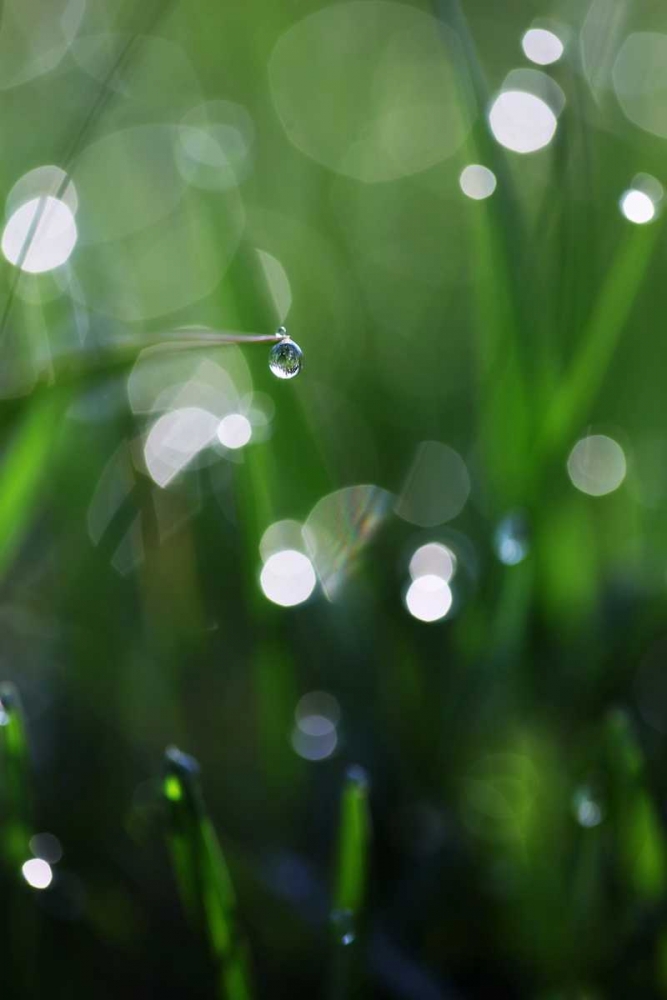 Dew Drops V art print by Leesa White for $57.95 CAD