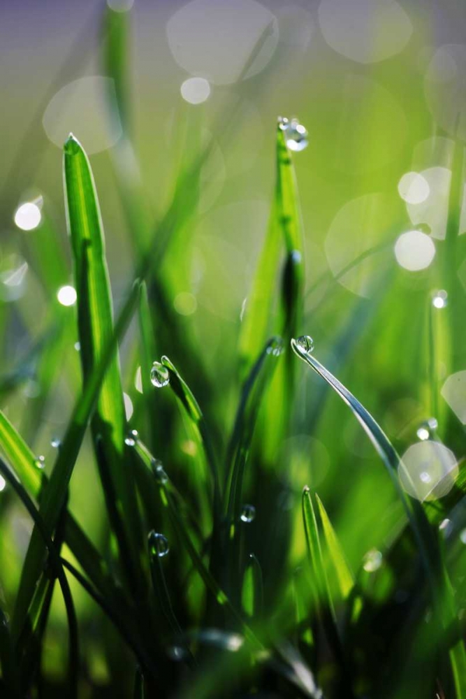 Dew Drops VI art print by Leesa White for $57.95 CAD