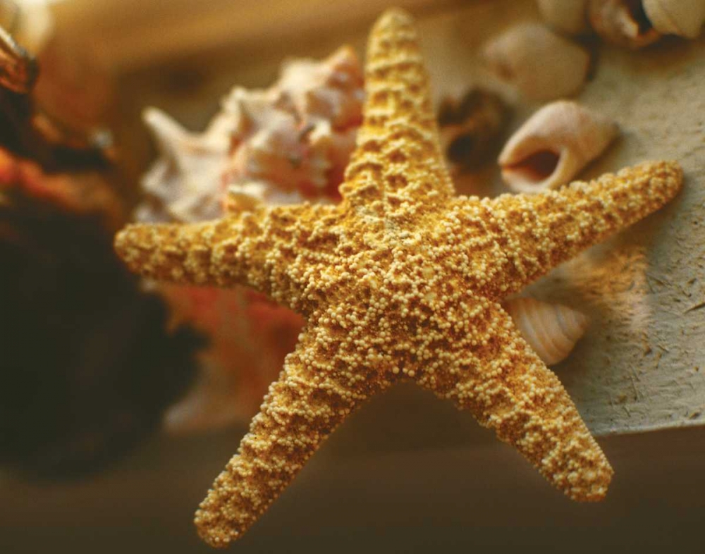 Starfish I art print by Philip Clayton-Thompson for $57.95 CAD