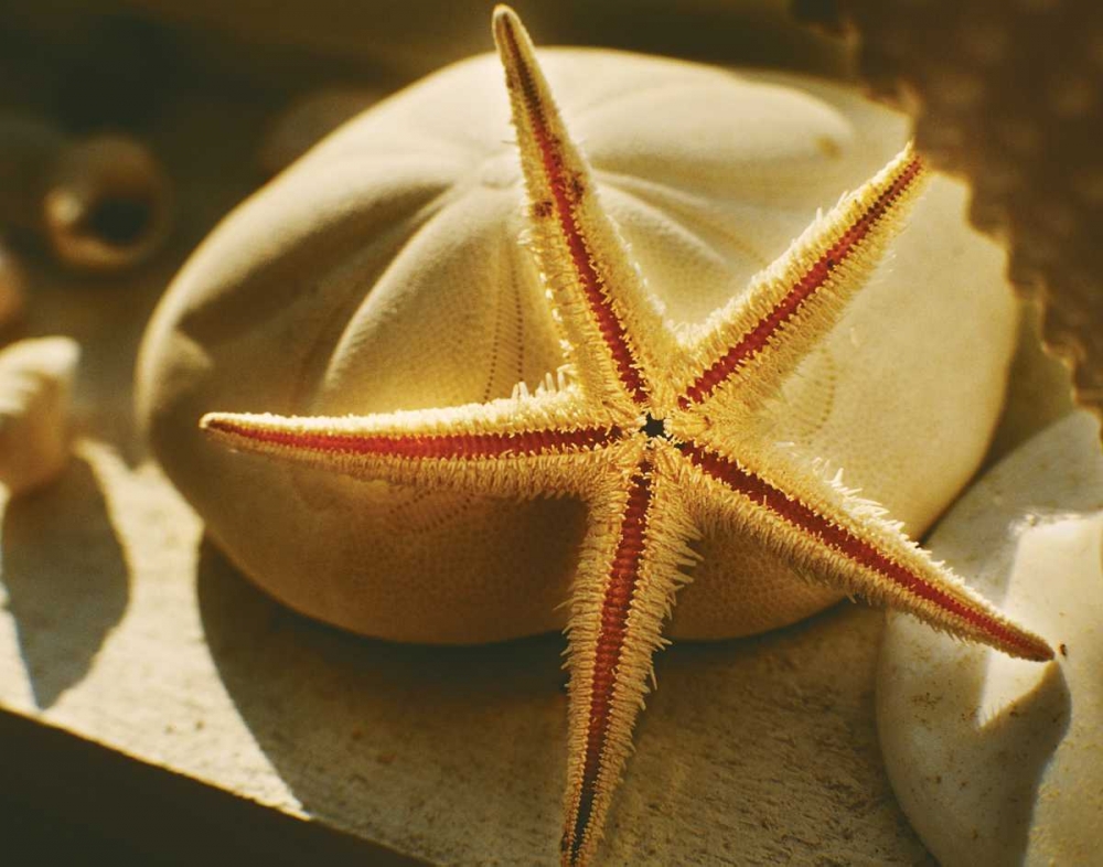 Starfish II art print by Philip Clayton-Thompson for $57.95 CAD