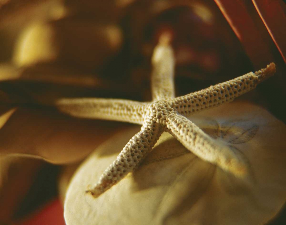Starfish III art print by Philip Clayton-Thompson for $57.95 CAD