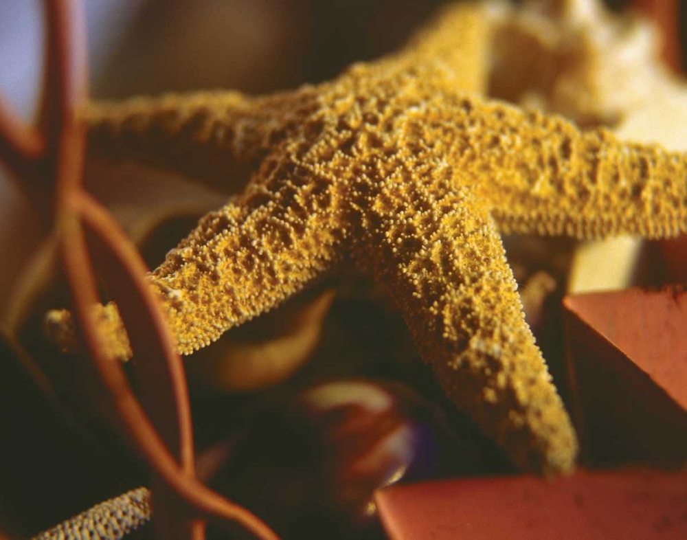 Starfish IV art print by Philip Clayton-Thompson for $57.95 CAD