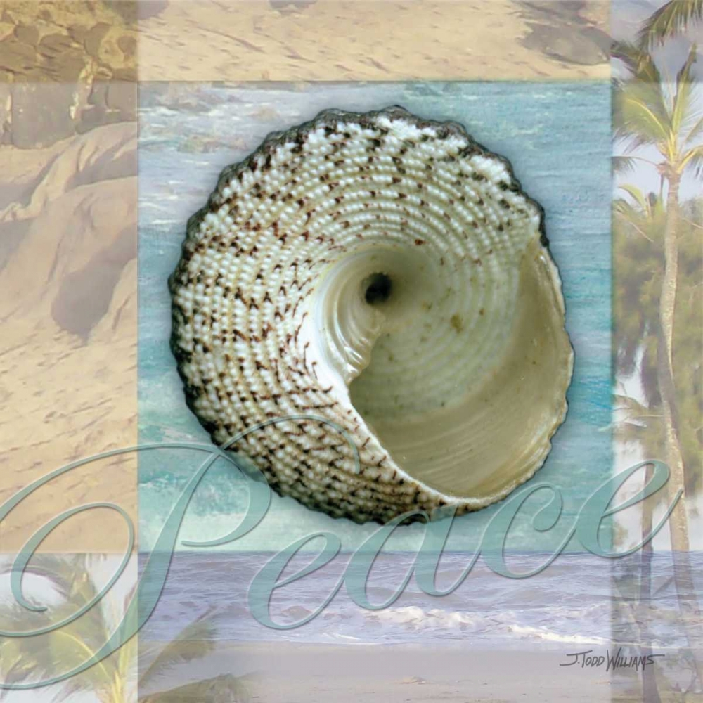 Peace Shell art print by Todd Williams for $57.95 CAD