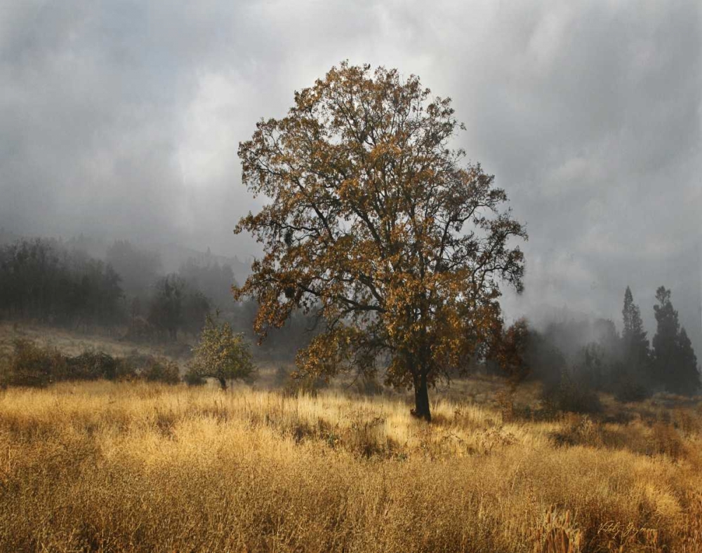 Field of Gold art print by Vitaly Geyman for $57.95 CAD