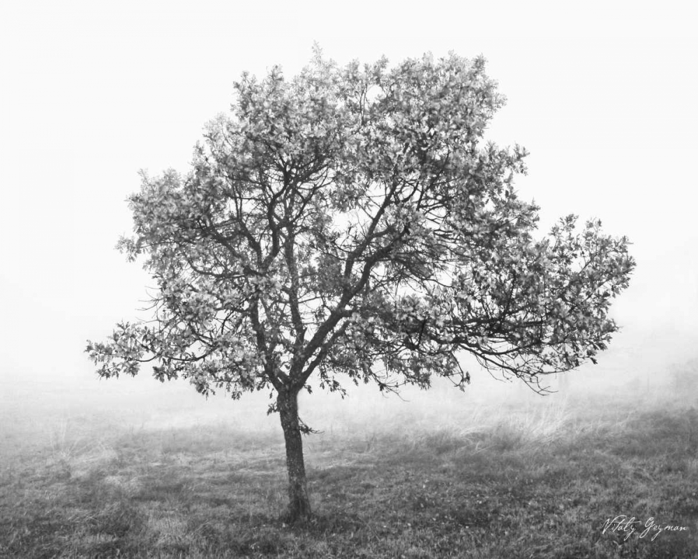Burning Oak I art print by Vitaly Geyman for $57.95 CAD