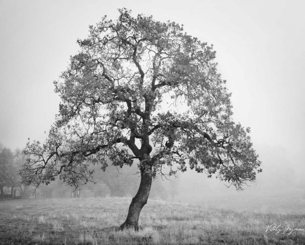 Burning Oak II art print by Vitaly Geyman for $57.95 CAD