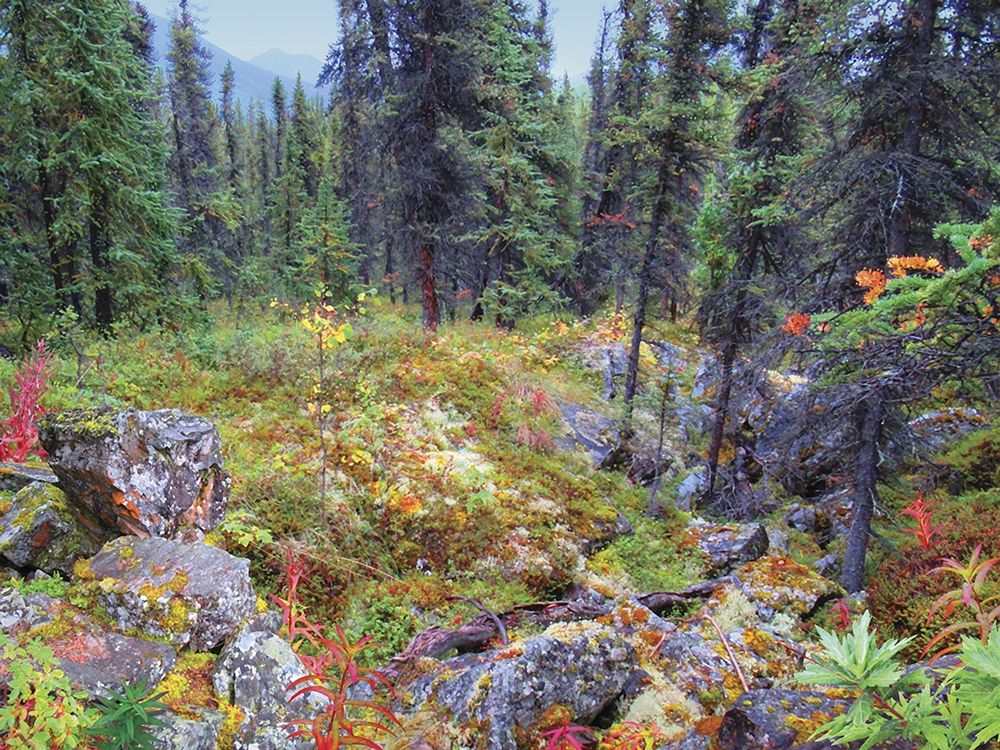 Colorful Clearing art print by Alan Giana for $57.95 CAD