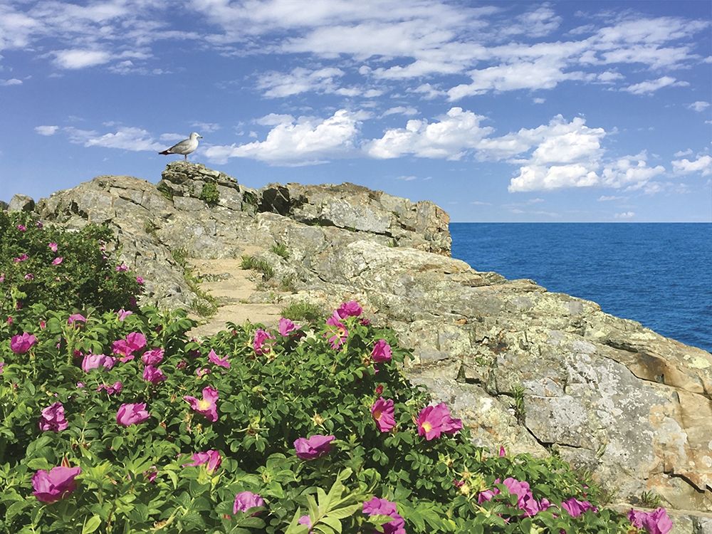 Rocky Roses art print by Alan Giana for $57.95 CAD