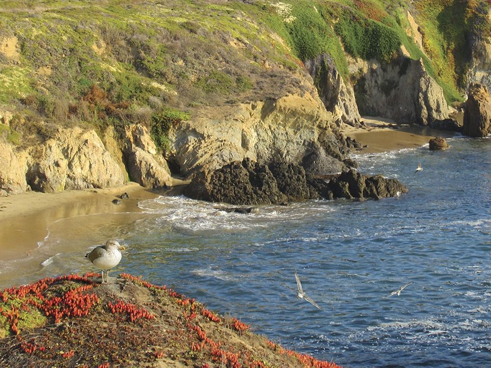 Birdseye Beauty art print by Alan Giana for $57.95 CAD