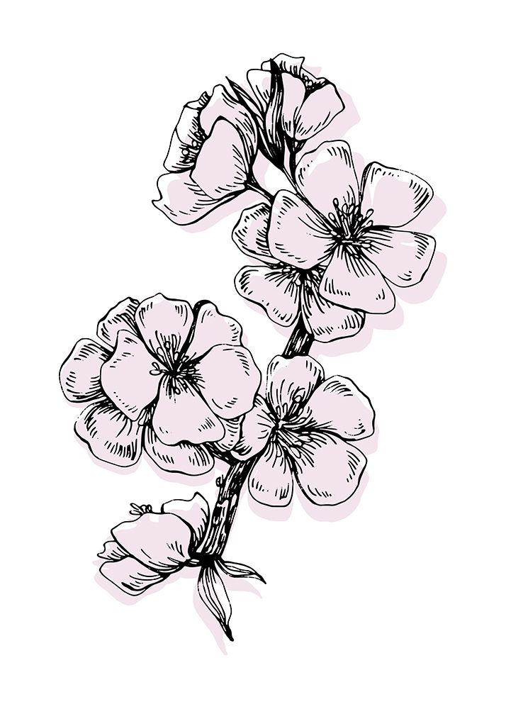 Sakura flowers minimal art art print by AcantStudio for $57.95 CAD