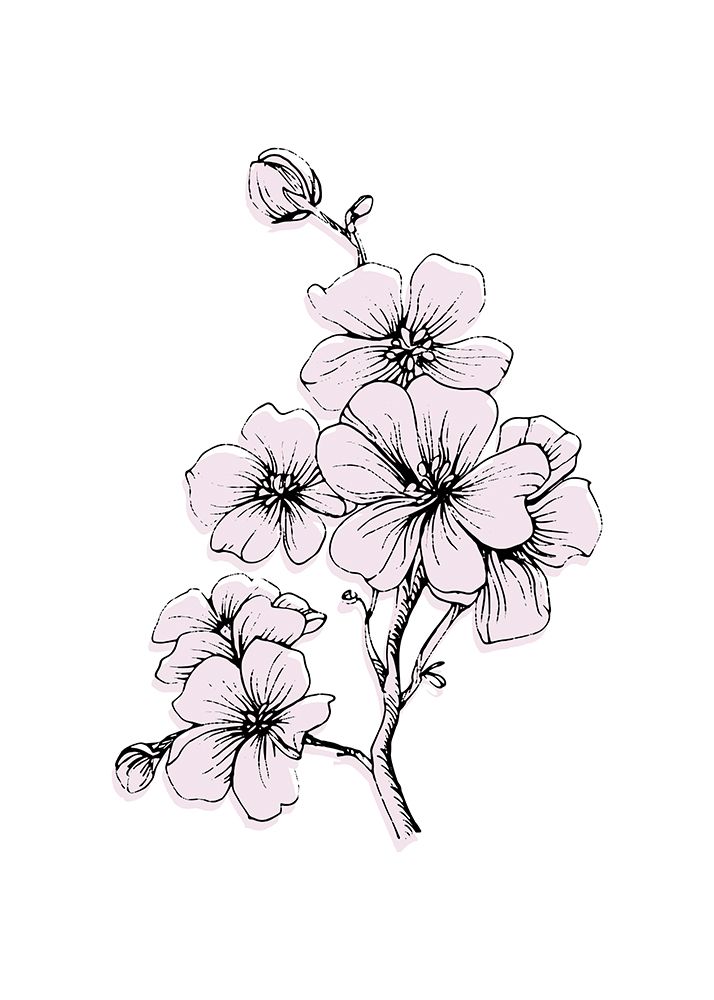Sakura flowers minimal art art print by AcantStudio for $57.95 CAD