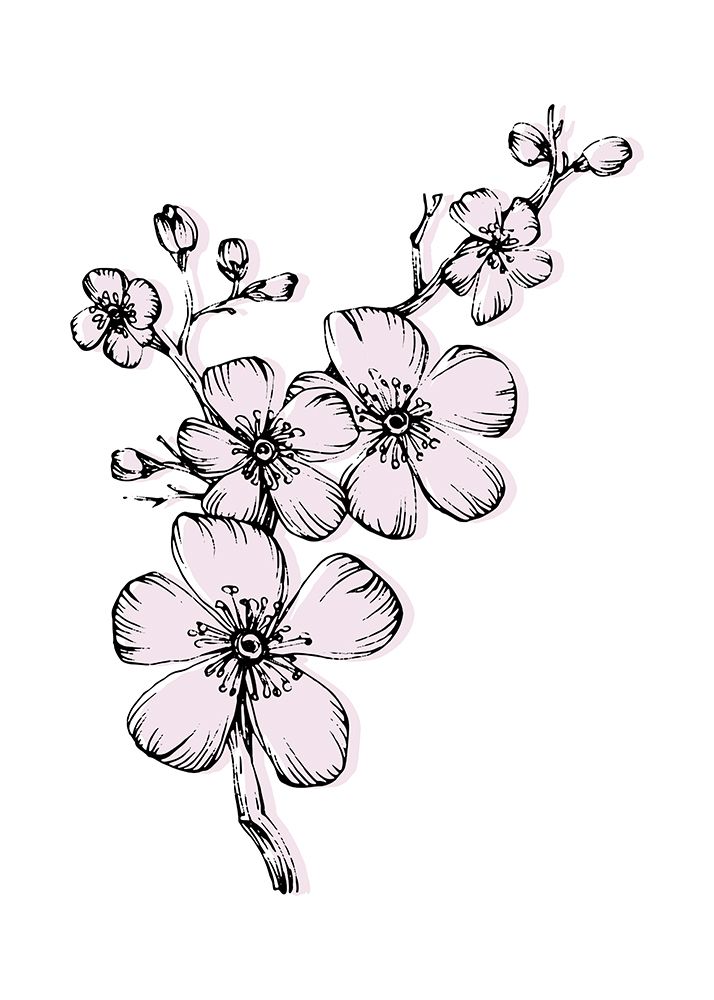 Sakura flowers minimal art art print by AcantStudio for $57.95 CAD