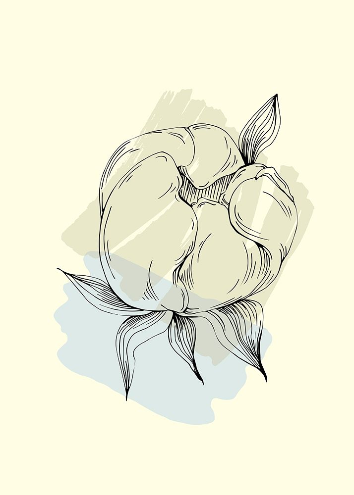 Peonies flowers minimal art art print by AcantStudio for $57.95 CAD