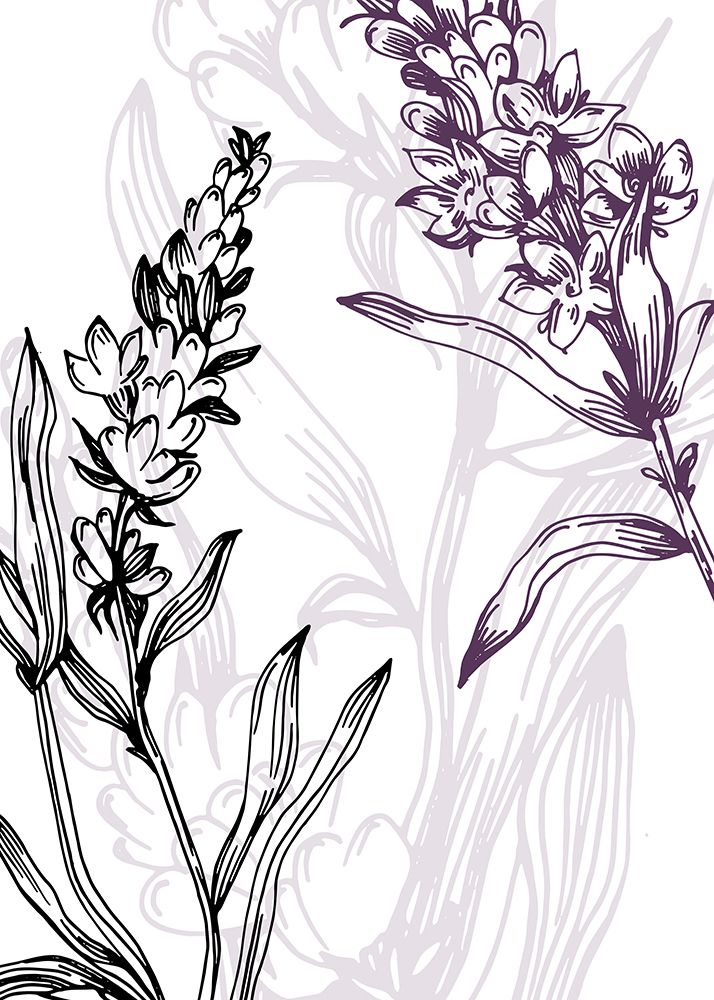 Lavender flowers art print by AcantStudio for $57.95 CAD