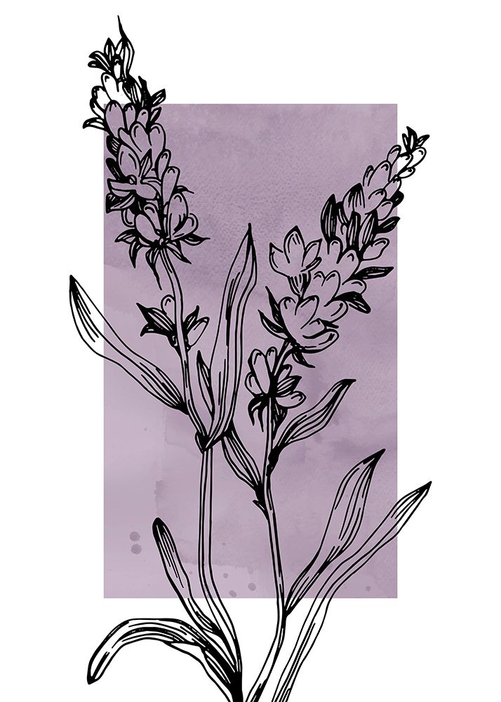 Lavender flowers art print by AcantStudio for $57.95 CAD