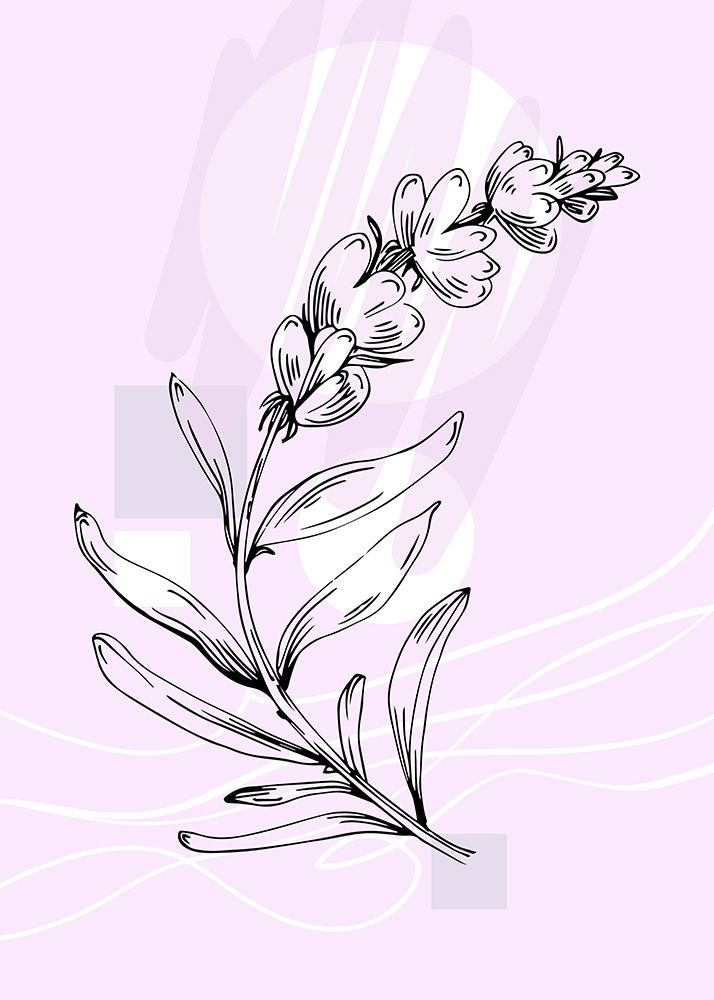 Lavender flowers art print by AcantStudio for $57.95 CAD