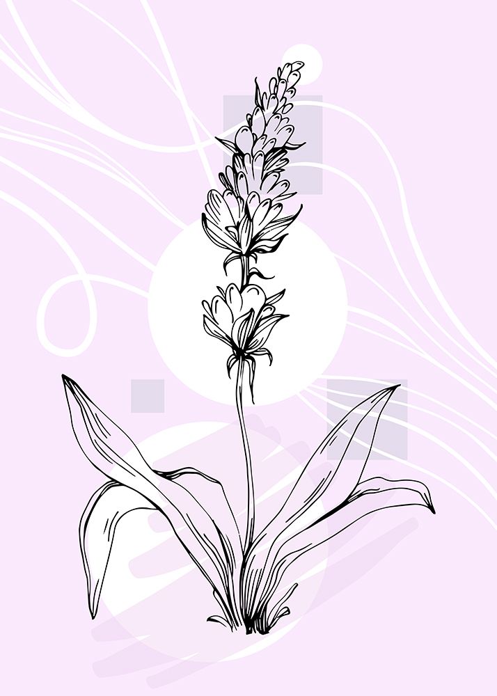 Lavender flowers art print by AcantStudio for $57.95 CAD