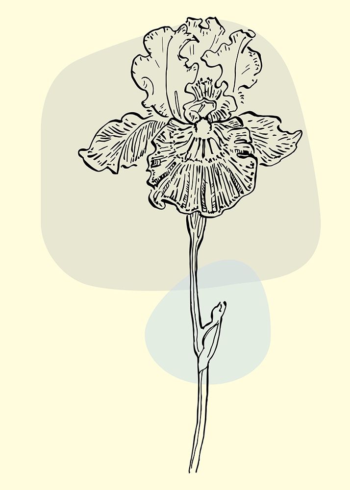 Irises flowers minimal art art print by AcantStudio for $57.95 CAD