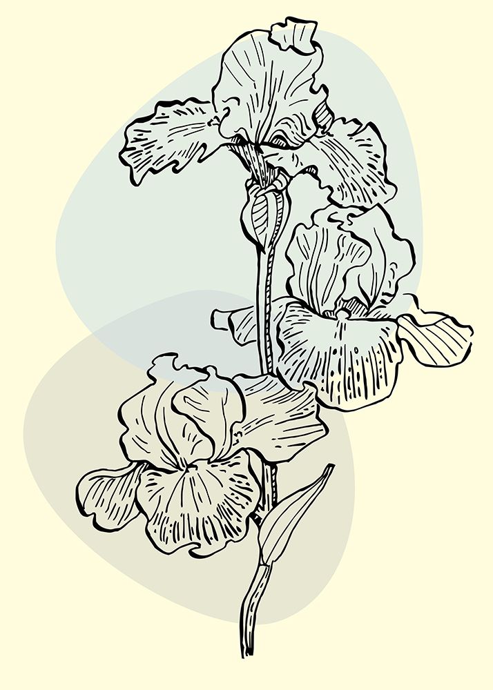 Irises flowers minimal art art print by AcantStudio for $57.95 CAD