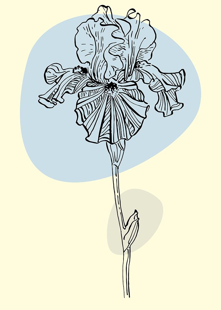 Irises flowers minimal art art print by AcantStudio for $57.95 CAD