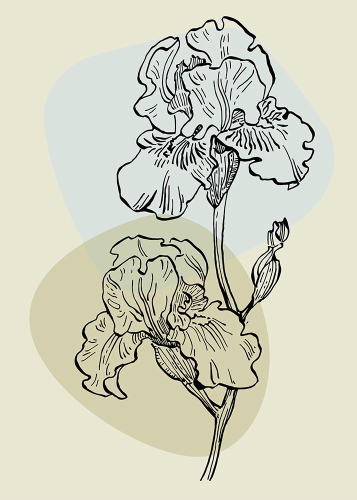 Irises flowers minimal art art print by AcantStudio for $57.95 CAD