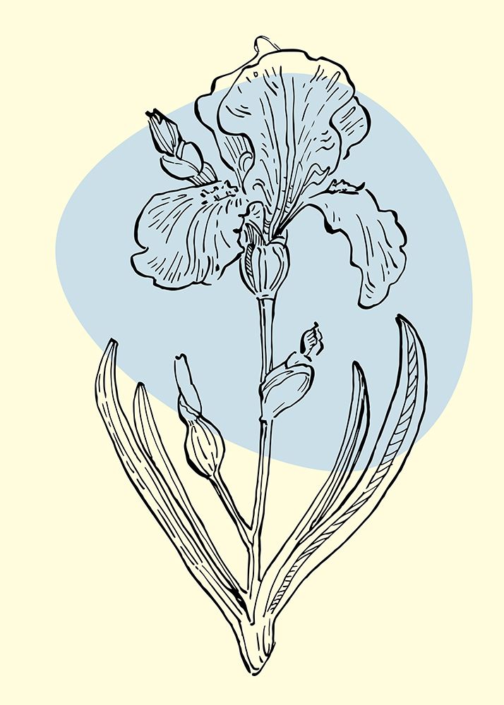 Irises flowers minimal art art print by AcantStudio for $57.95 CAD