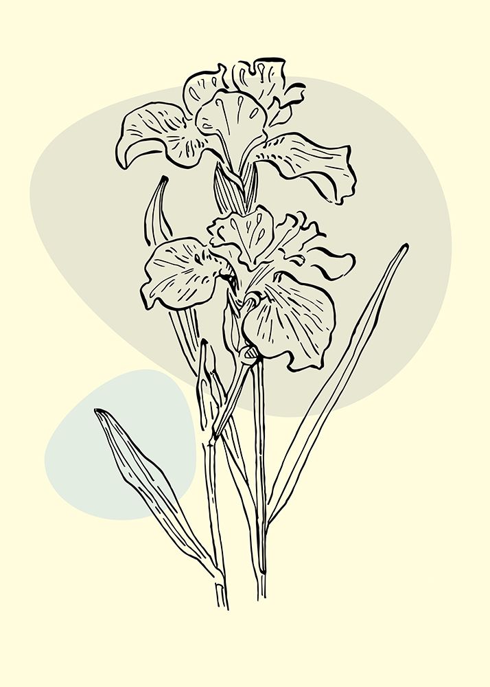 Irises flowers minimal art art print by AcantStudio for $57.95 CAD