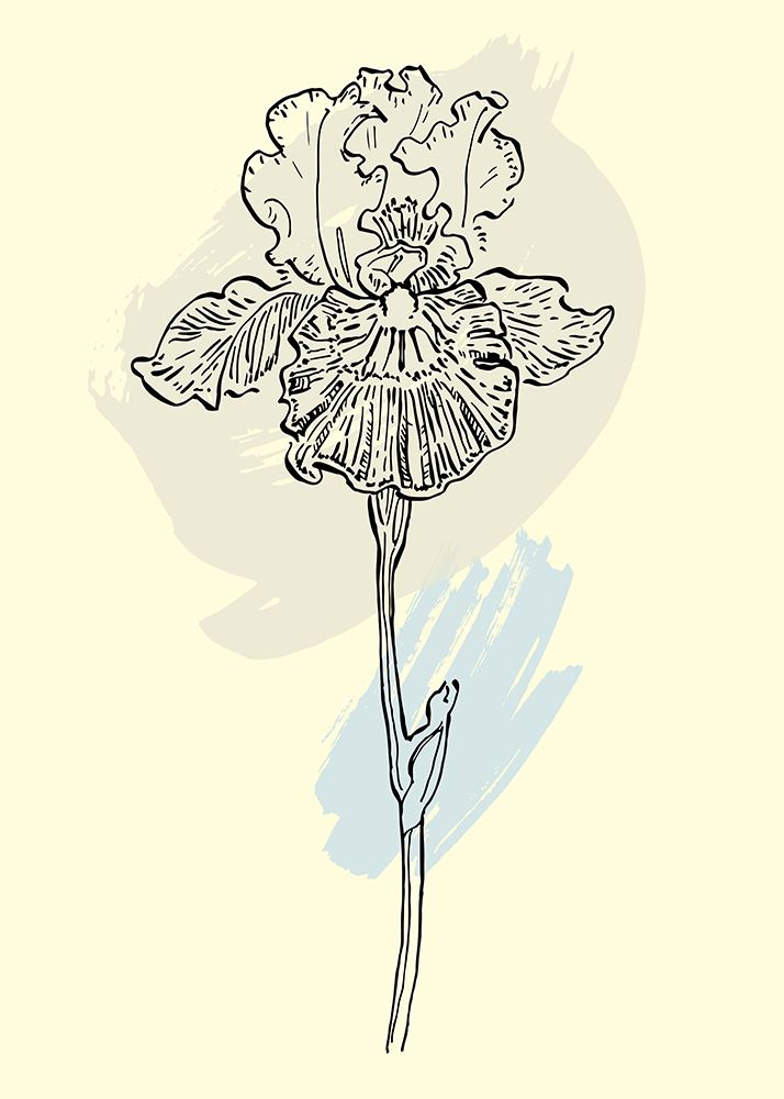 Irises flowers minimal art art print by AcantStudio for $57.95 CAD