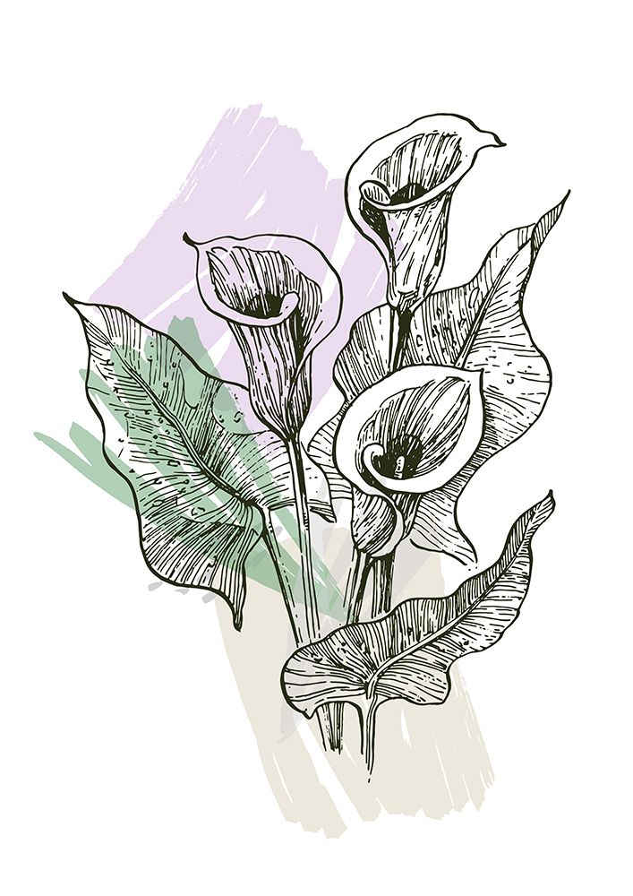Callas flowers minimal art art print by AcantStudio for $57.95 CAD