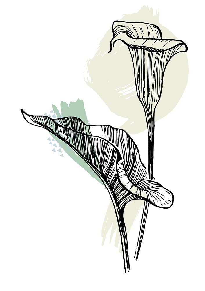 Callas flowers minimal art art print by AcantStudio for $57.95 CAD