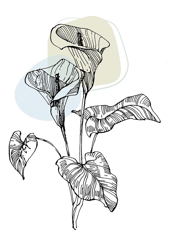 Callas flowers minimal art art print by AcantStudio for $57.95 CAD