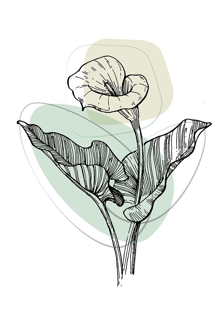 Callas flowers minimal art art print by AcantStudio for $57.95 CAD
