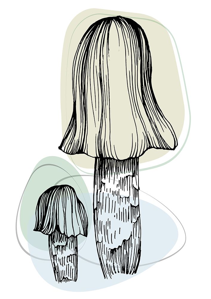 Mushrooms art print by AcantStudio for $57.95 CAD
