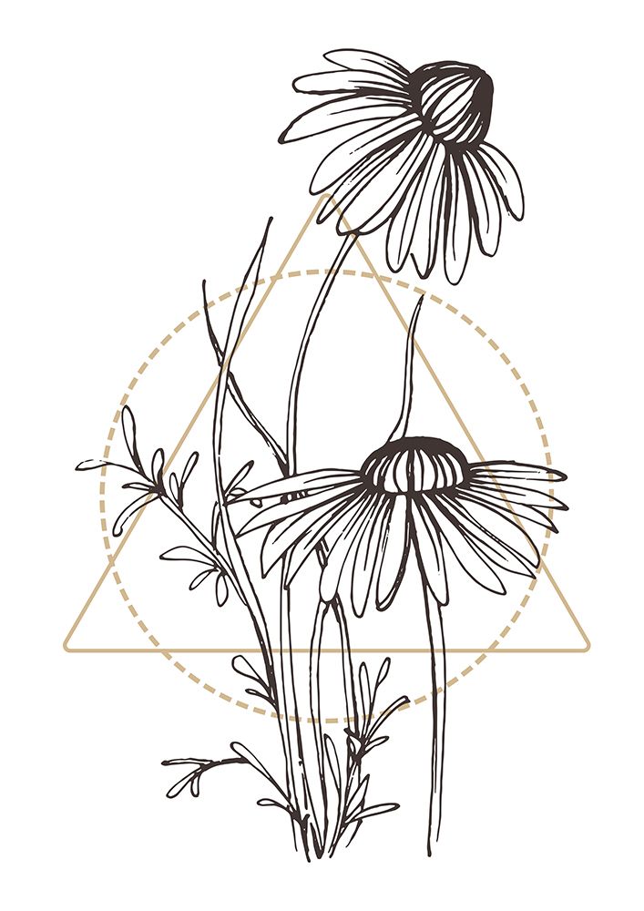 Wild daisy chamomile art print by AcantStudio for $57.95 CAD