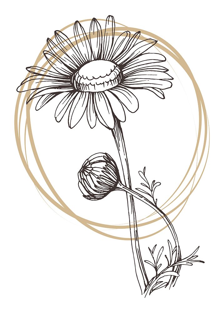 Wild daisy chamomile art print by AcantStudio for $57.95 CAD