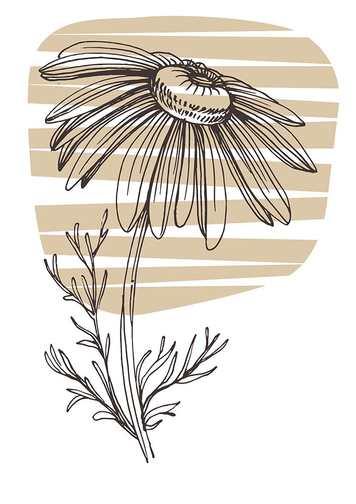 Wild daisy chamomile art print by AcantStudio for $57.95 CAD