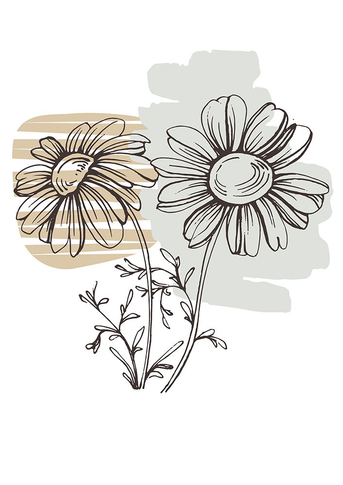 Wild daisy chamomile art print by AcantStudio for $57.95 CAD